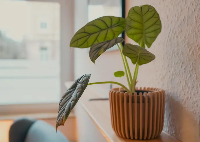 Zentrale, Gemuetliche In Dresden